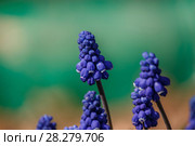 Muscari blossoms on turquoise background. Стоковое фото, фотограф Ольга Кондратюк / Фотобанк Лори
