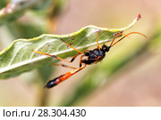 Scoliid wasp (Scoliidae) Стоковое фото, фотограф Евгений Ткачёв / Фотобанк Лори