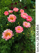 Куст кораллового пиона. Пион межвидовой гибрид Пинк Ховайн Корал (Pink Hawaiian Coral) Стоковое фото, фотограф Ольга Сейфутдинова / Фотобанк Лори