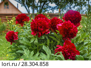 Куст пиона Рэд Чарм (Paeonia) Стоковое фото, фотограф Ольга Сейфутдинова / Фотобанк Лори