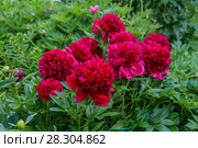 Куст пиона Рэд Чарм (Paeonia) Стоковое фото, фотограф Ольга Сейфутдинова / Фотобанк Лори