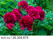Куст пиона Рэд Чарм (Paeonia) Стоковое фото, фотограф Ольга Сейфутдинова / Фотобанк Лори