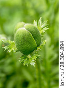 Plant flower garden gardens poppy. Стоковое фото, фотограф Ольга Сейфутдинова / Фотобанк Лори