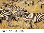 Zebras in the Serengeti National Park, Tanzania. Plains zebra (Equus quagga, formerly Equus burchellii), also known as the common zebra or Burchell's zebra. Стоковое фото, агентство BE&W Photo / Фотобанк Лори