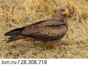 The black kite (Milvus migrans) a medium-sized bird of prey, Nogorongoro Crater Tanzania. Стоковое фото, агентство BE&W Photo / Фотобанк Лори