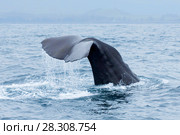 Sperm whale (Physeter macrocephalus) tail fluke above water during dive in Kaikoura, New Zealand. Стоковое фото, агентство BE&W Photo / Фотобанк Лори