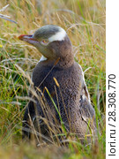 Yellow-eyed penguin (Megadyptes antipodes) Otago Peninsula, South Island, New Zealand. Стоковое фото, агентство BE&W Photo / Фотобанк Лори