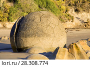 The Moeraki Boulders are unusually large and spherical boulders lying along a stretch of Koekohe Beach on the wave-cut Otago coast of New Zealand between Moeraki and Hampden. Стоковое фото, агентство BE&W Photo / Фотобанк Лори