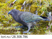 The kea (Nestor notabilis), a large species of parrot of the family Strigopidae found in forested and alpine regions of the South Island of New Zealand. Стоковое фото, агентство BE&W Photo / Фотобанк Лори