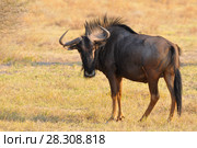 Blue wildebeest (Connochaetes taurinus) in the Ngorongoro Conservation Area, Tanzania. Стоковое фото, агентство BE&W Photo / Фотобанк Лори