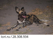 Night photo of the African wild dog (Lycaon pictus), a canid native to Sub-Saharan Africa, Okavango Delta, Botswana. Стоковое фото, агентство BE&W Photo / Фотобанк Лори