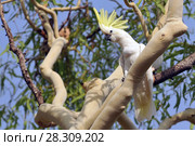 The sulphur-crested cockatoo (Cacatua galerita) is a relatively large white cockatoo found in wooded habitats in Australia and New Guinea and some of the islands of Indonesia. Kakadu National Park Australia. Стоковое фото, агентство BE&W Photo / Фотобанк Лори