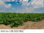 Potato field. Стоковое фото, фотограф Ольга Сейфутдинова / Фотобанк Лори