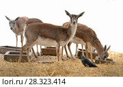 Persian gazelle (Gazella subgutturosa subgutturosa) Стоковое фото, фотограф Валерия Попова / Фотобанк Лори