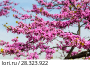 Цветущий багрянник европейский (Cercis siliquastrum L.) или Иудино дерево. Стоковое фото, фотограф Наталья Волкова / Фотобанк Лори