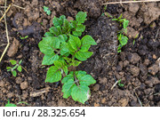Potato field. Стоковое фото, фотограф Ольга Сейфутдинова / Фотобанк Лори