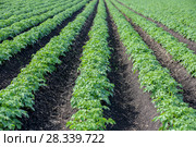 Potato field. Стоковое фото, фотограф Ольга Сейфутдинова / Фотобанк Лори