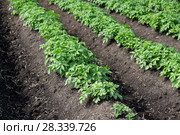Potato field. Стоковое фото, фотограф Ольга Сейфутдинова / Фотобанк Лори