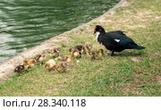 Muscovy duck ducklings with mum on the grass. Стоковое фото, фотограф Ирина Кожемякина / Фотобанк Лори