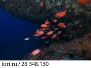 School of Pinecone Soldierfish (Myripristis murdjan) swim in the cave. Стоковое фото, фотограф Некрасов Андрей / Фотобанк Лори