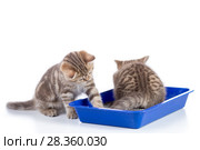 Small cat kittens in toilet tray box with litter isolated on white. Стоковое фото, фотограф Оксана Кузьмина / Фотобанк Лори