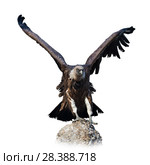 Big Griffon on stone on white background. Стоковое фото, фотограф Яков Филимонов / Фотобанк Лори