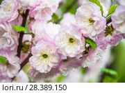 Миндаль трехлопастный (Prunus triloba) Стоковое фото, фотограф Алёшина Оксана / Фотобанк Лори
