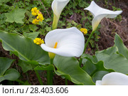 Зантедеския эфиопская (Zantedeschia aethiopica) Стоковое фото, фотограф Ирина Яровая / Фотобанк Лори