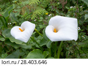 Зантедеския эфиопская (Zantedeschia aethiopica) Стоковое фото, фотограф Ирина Яровая / Фотобанк Лори