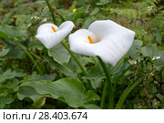 Зантедеския эфиопская (Zantedeschia aethiopica) Стоковое фото, фотограф Ирина Яровая / Фотобанк Лори