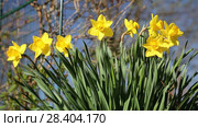Желтые нарциссы Yellow daffodils (Narcissus poeticus) Стоковое видео, видеограф Ольга Сейфутдинова / Фотобанк Лори