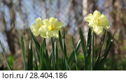 Желтые нарциссы Yellow daffodils (Narcissus poeticus) Стоковое видео, видеограф Ольга Сейфутдинова / Фотобанк Лори