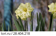 Желтые нарциссы Yellow daffodils (Narcissus poeticus) Стоковое видео, видеограф Ольга Сейфутдинова / Фотобанк Лори
