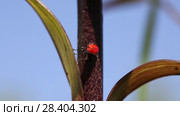 Лилейная трещалка (Lilioceris lilii) Scarlet lily beetle, Red lily beetle, Lily leaf beetle, Lily beetle (Lilioceris lilii), sits on a leaf. Стоковое видео, видеограф Ольга Сейфутдинова / Фотобанк Лори