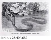 Обыкновенный уж (Tropidonotus natrix) - рисунок  из книги А. Брэма "Жизнь животных" 1896 г. Стоковая иллюстрация, иллюстратор Вера Смолянинова / Фотобанк Лори
