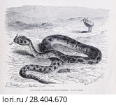 Рогатая гадюка  (Cerastes cornutus)  - рисунок  из книги А. Брэма "Жизнь животных" 1896 г. Стоковая иллюстрация, иллюстратор Вера Смолянинова / Фотобанк Лори