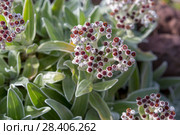 Бессмертник своенравный (Helichrysum devium) Стоковое фото, фотограф Ирина Яровая / Фотобанк Лори