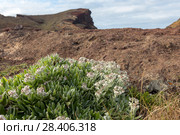 Бессмертник своенравный (Helichrysum devium) (2018 год). Редакционное фото, фотограф Ирина Яровая / Фотобанк Лори