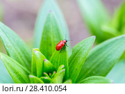 Лилейная трещалка (Lilioceris lilii) Scarlet Lily Beetle (Lilioceris lilii) adult, on lily leaf in garden. Стоковое фото, фотограф Ольга Сейфутдинова / Фотобанк Лори