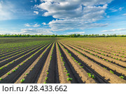 Поле картофеля (Potato field) Стоковое фото, фотограф Ольга Сейфутдинова / Фотобанк Лори