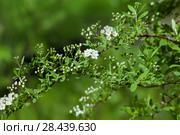Цветущая ветка Спирея серая Grefsheim (Spiraea cinerea Zabel) Стоковое фото, фотограф Татьяна Белова / Фотобанк Лори