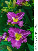Лилейник Лавендер Блю Бэйби (Hemerocallis Lavender Blue Baby) Стоковое фото, фотограф Ольга Сейфутдинова / Фотобанк Лори