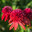 Эхинацея Эксцентрик (Echinacea Eccentric) Стоковое фото, фотограф Ольга Сейфутдинова / Фотобанк Лори