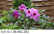 Catawba Rhododendron Cultivar (Rhododendron catawbiense) Стоковое видео, видеограф Ольга Сейфутдинова / Фотобанк Лори