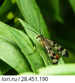 Скорпионница настоящая (Panorpa communis) сидит на траве. Стоковое фото, фотограф Игорь Низов / Фотобанк Лори