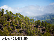 Gran Canaria, March. Стоковое фото, фотограф Tamara Kulikova / Фотобанк Лори