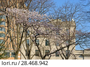 Sakura Park is public park. It was originally called Claremont Park, but renamed in 1912 after Committee of Japanese Residents of New York donated 2,500 cherry blossom trees (2018 год). Стоковое фото, фотограф Валерия Попова / Фотобанк Лори