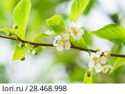 Цветение кустарниковой лианы актинидия коломикта (лат. Actinidia kolomikta). Культивируется как декоративное и плодовое растение. Стоковое фото, фотограф Наталья Гармашева / Фотобанк Лори