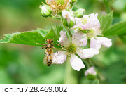 Паук-бокоход, или неравноногий бокоход, или паук-краб (лат. Thomisidae) с пойманной пчелой (лат. Anthophila) сидит на цветке садовой крупноплодной ежевики (лат. Rubus) Стоковое фото, фотограф Наталья Гармашева / Фотобанк Лори