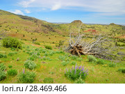 Пейзаж. Индейская резервация. Орегон. США (2012 год). Стоковое фото, фотограф Арестов Андрей Павлович / Фотобанк Лори